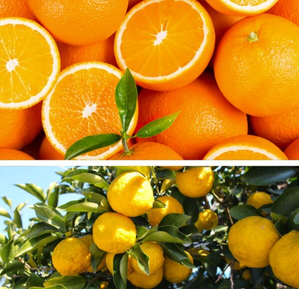Dresdner Essenz BIO Dušigeel Apelsin&yuzu 200 ml - Image 2