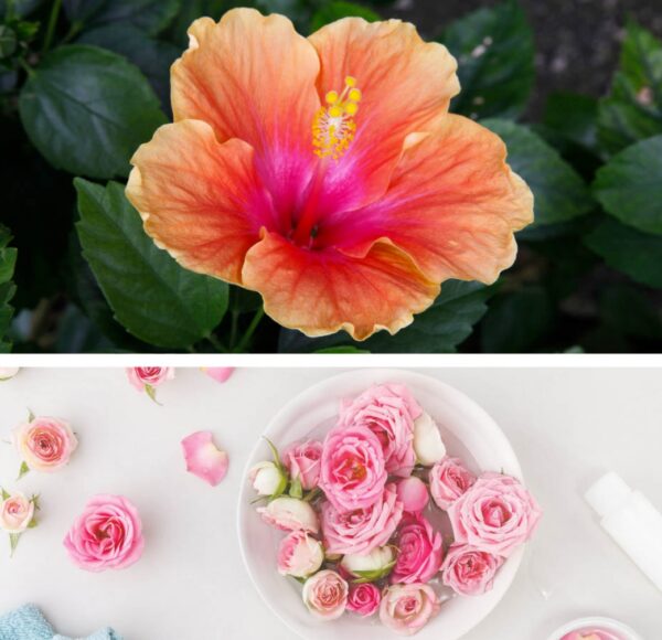 Dresdner Essenz BIO Vannisool hibiskus&roos 60 g - Image 2