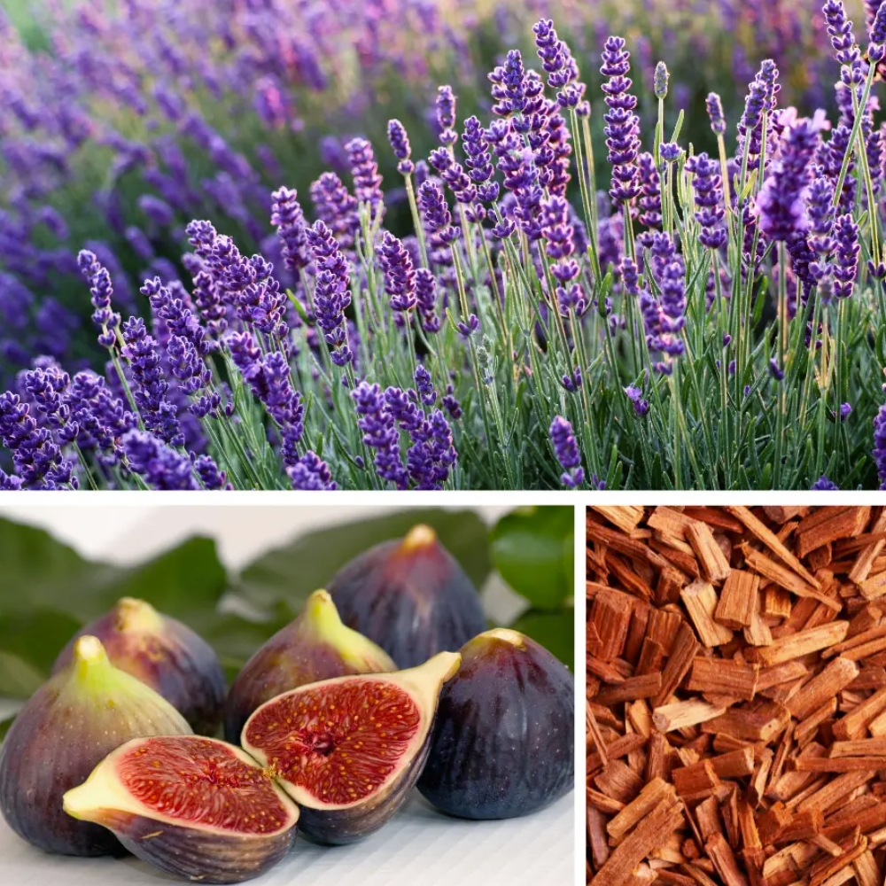 Dresdner Essenz Vannivaht Silent Retreat 500ml - Image 2